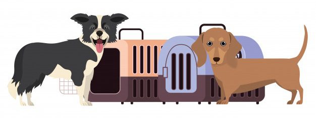 Frontier Airlines pet policy