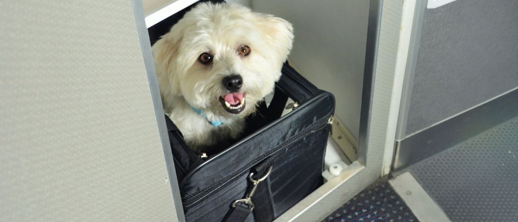 In-Cabin Pet Policy