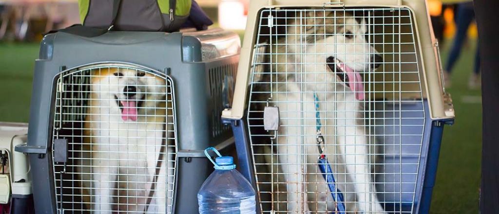 Pets as Cargo Baggage