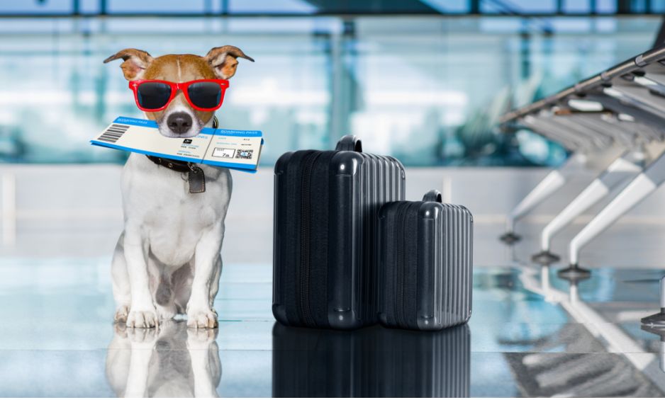 Turkish Airlines Pet Policy—Pets as Checked Baggage