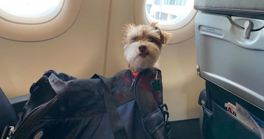 Gulf Air Pet in Cabin Policy